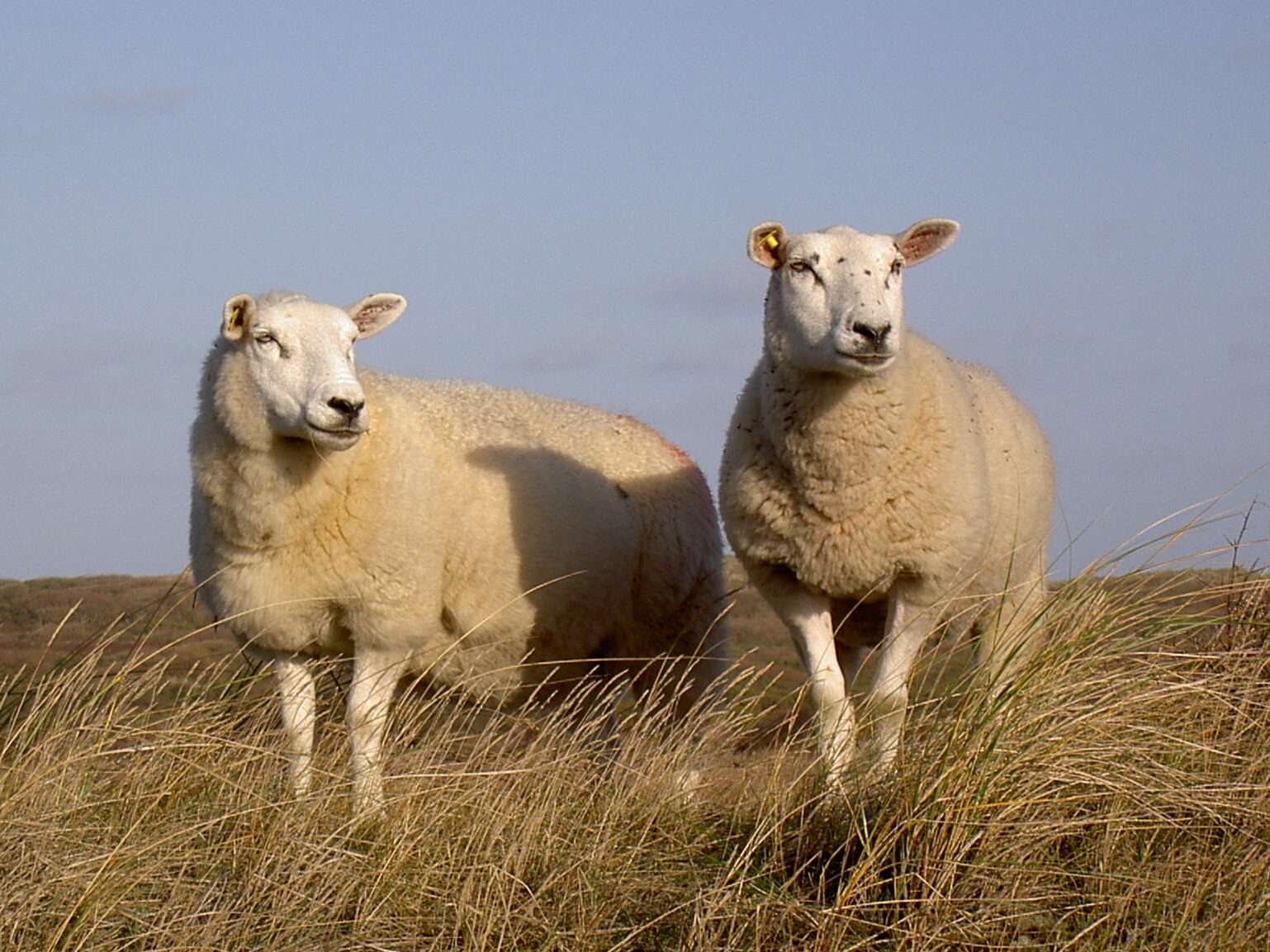 Texel