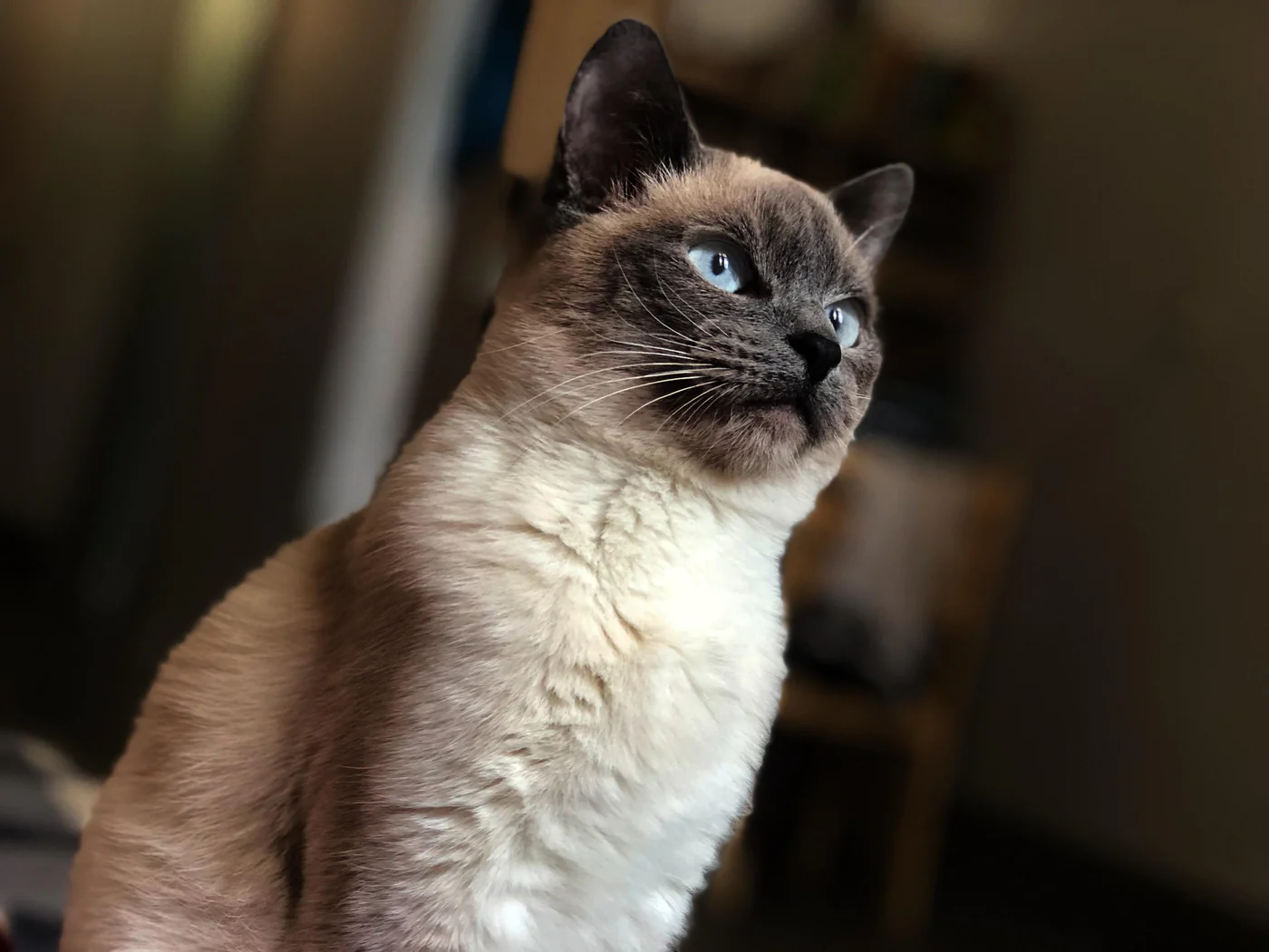 Thai/Traditional Siamese