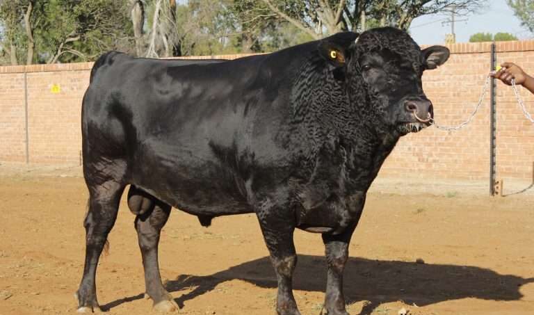 Japanese Polled Cattle