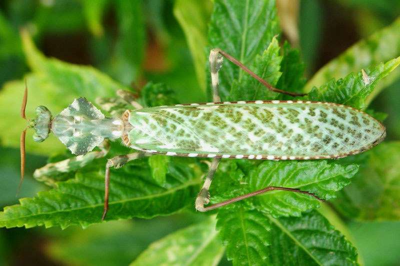 Thistle Mantis