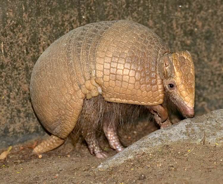 Three-Banded Armadillo