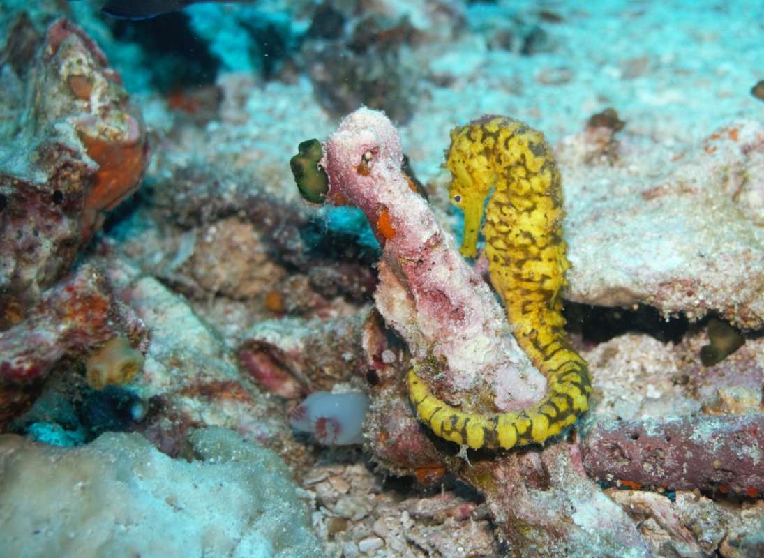 Tiger Tail Seahorse