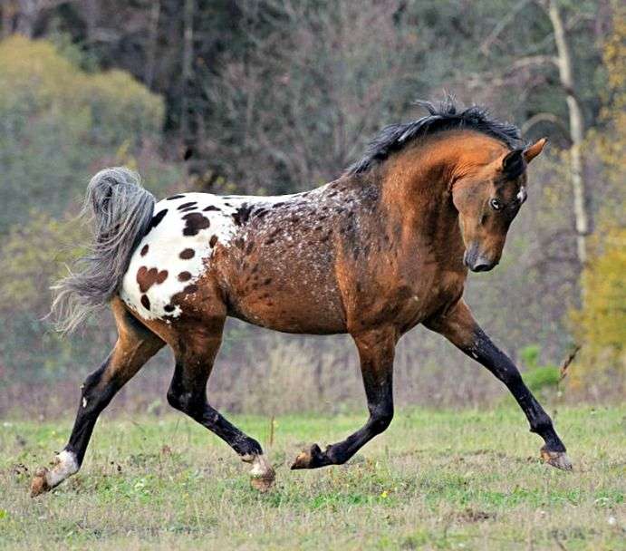 Tiger Horse
