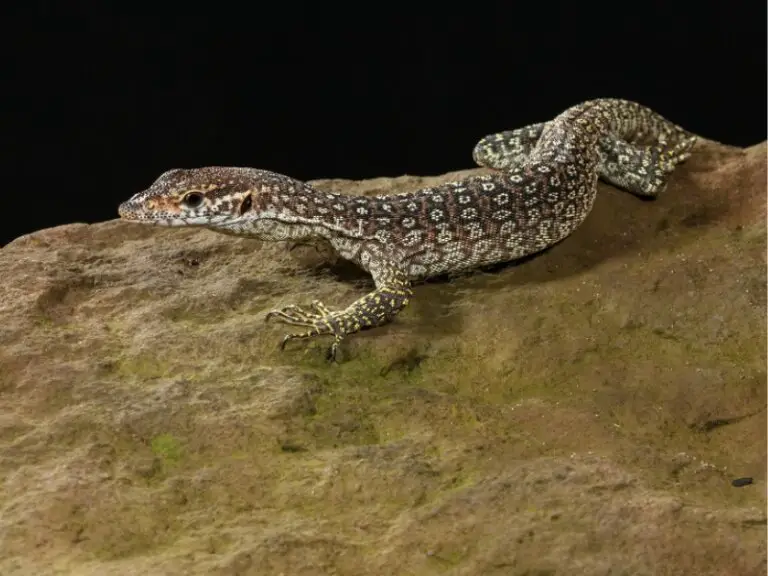 Timor Monitor