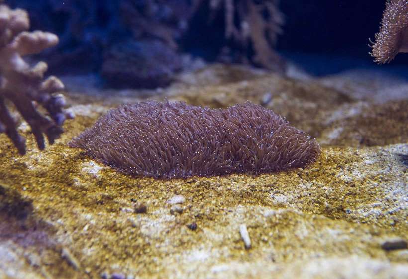 Tongue Coral