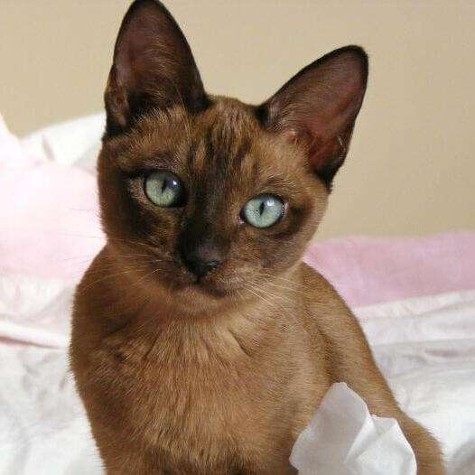 Tonkinese Cat