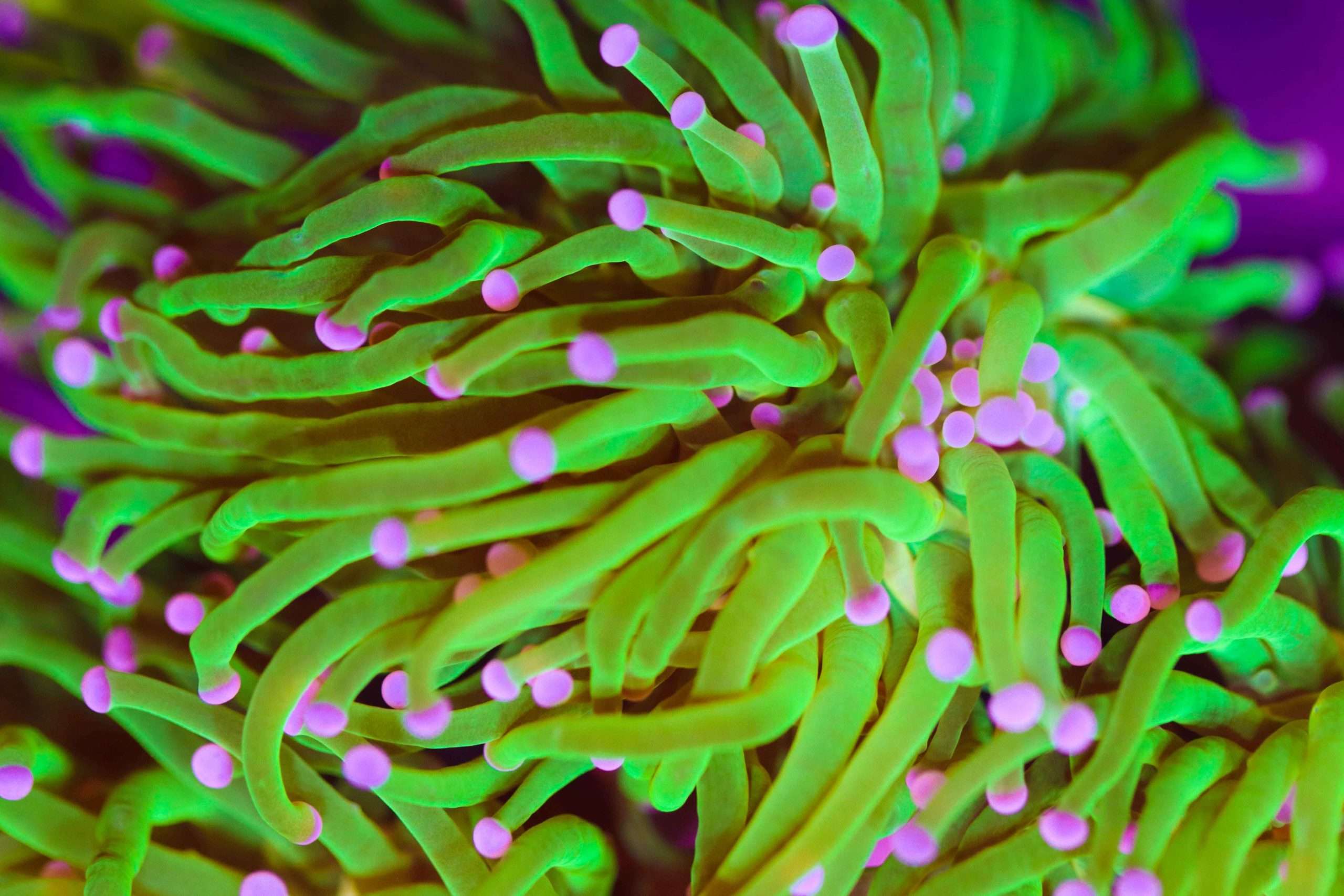 Torch Coral