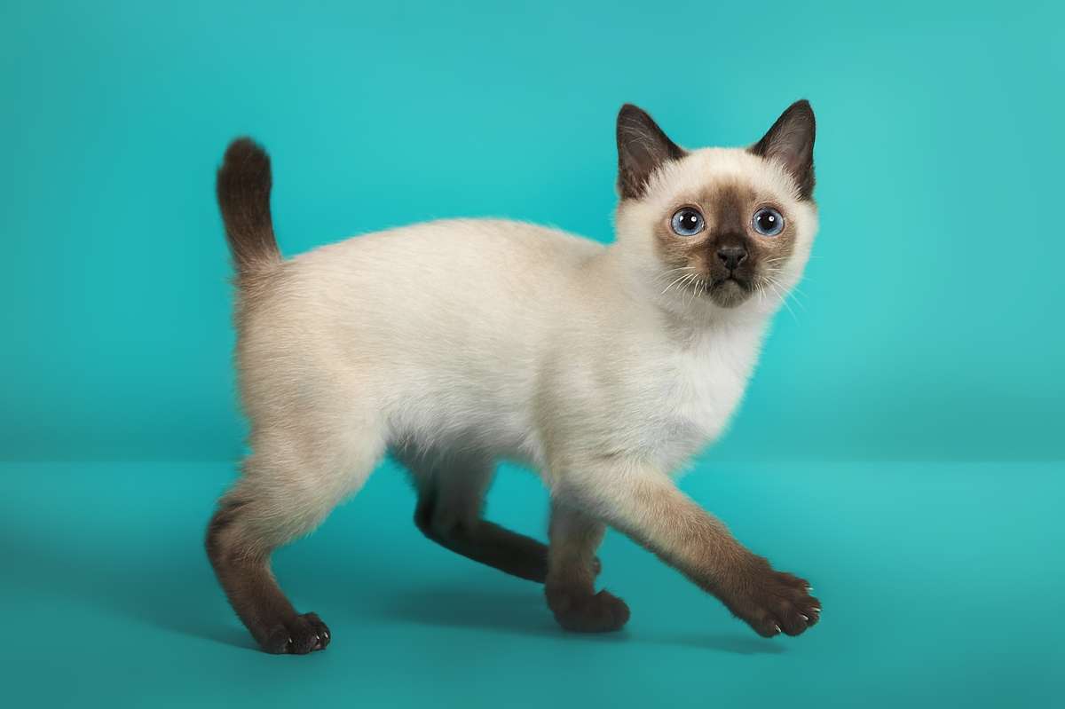 Toybob Cat