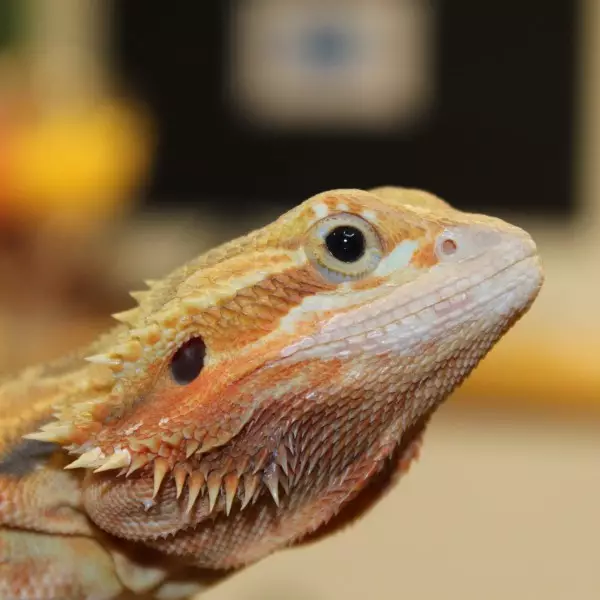 Translucent Breaded Dragon
