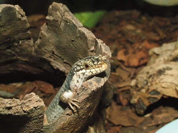 Tree Crevice Skink