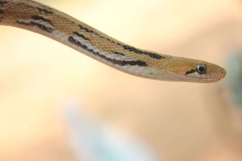Trinket Snake