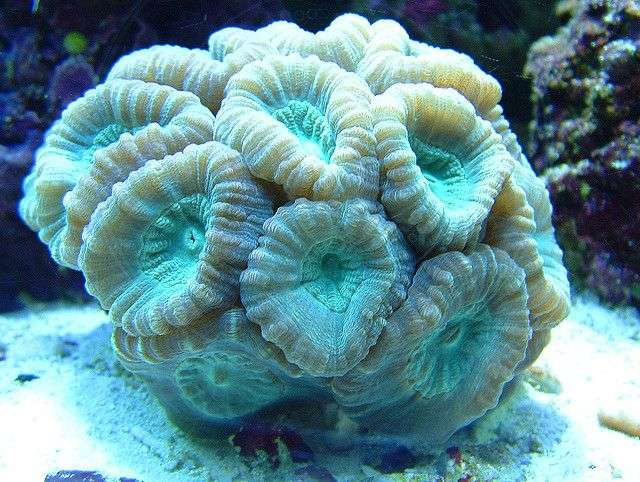 Trumpet Coral