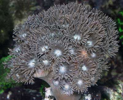 Turban Coral