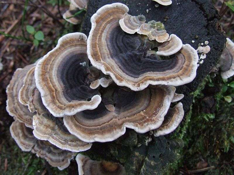 Turkey Tail