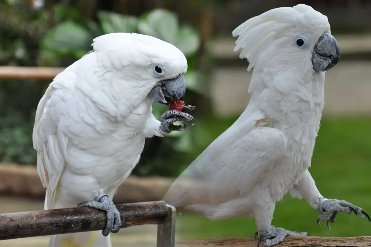 Umbrella Cockatoo