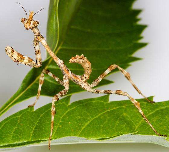 Unicorn Mantis