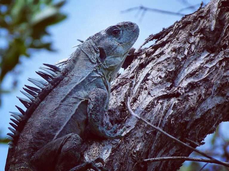 Utila Spiny-Tailed Iguana