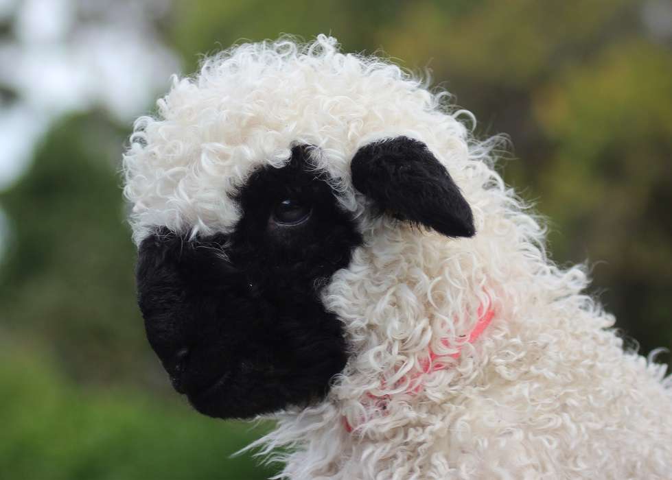 Valais Blacknose