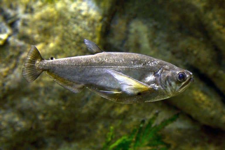 Vampire Tetra/ Payara Fish