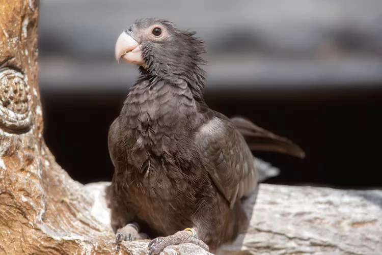 Vasa Parrot