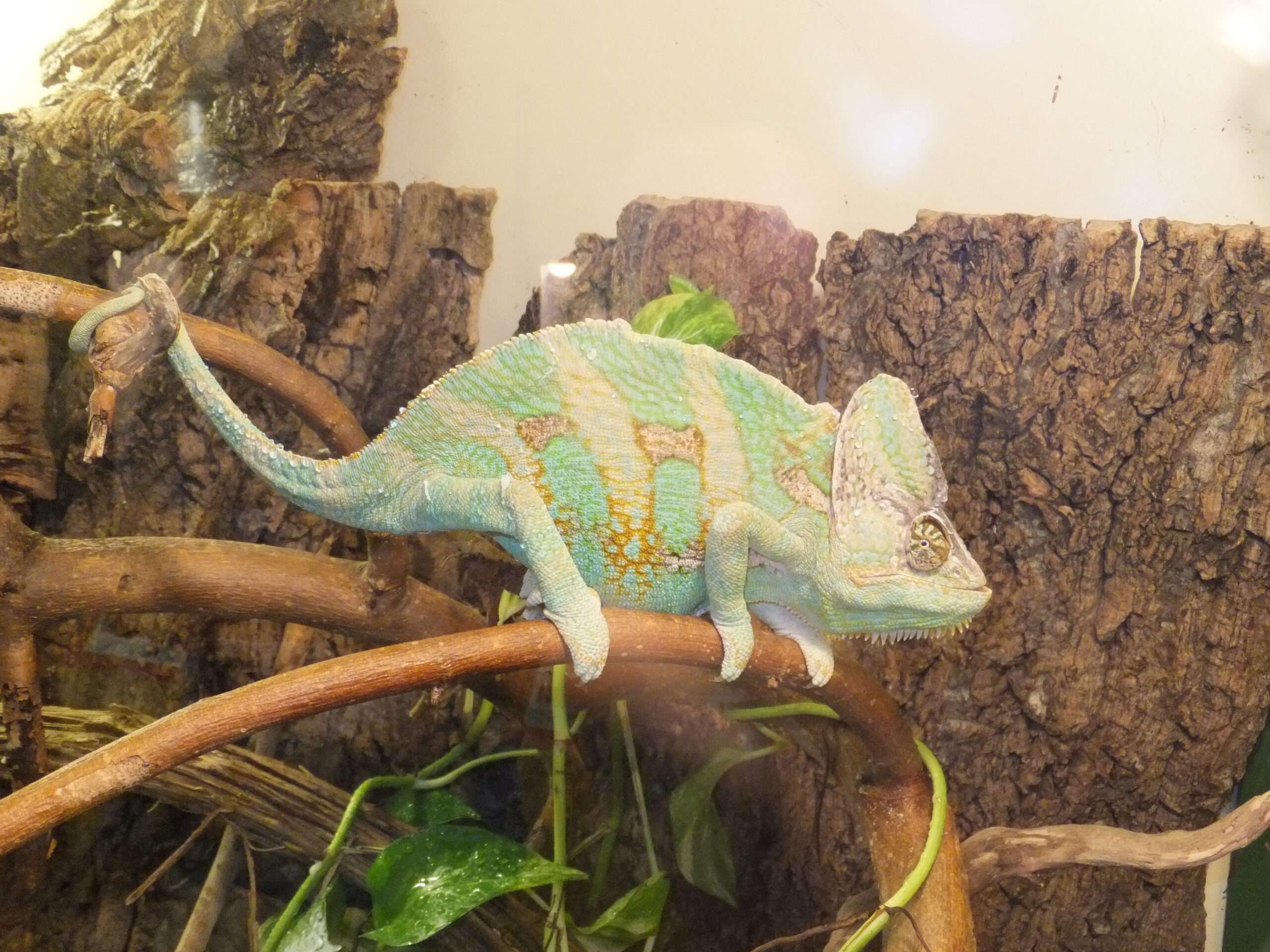 Veiled Chameleon