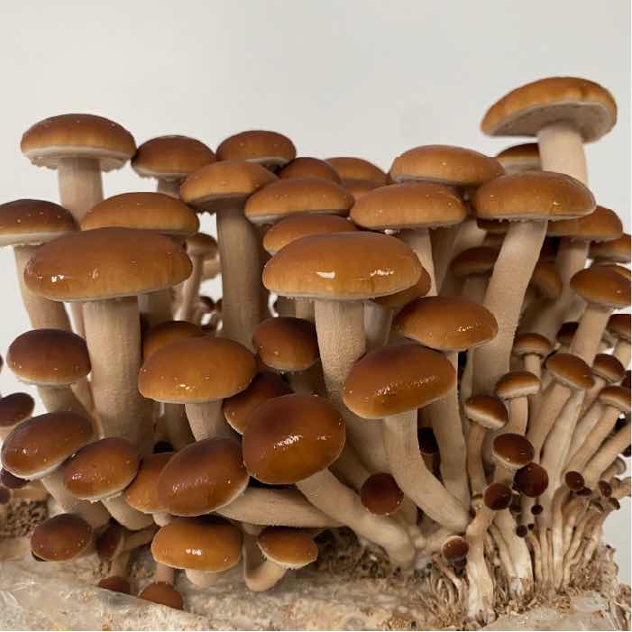 Velvet Pioppini
