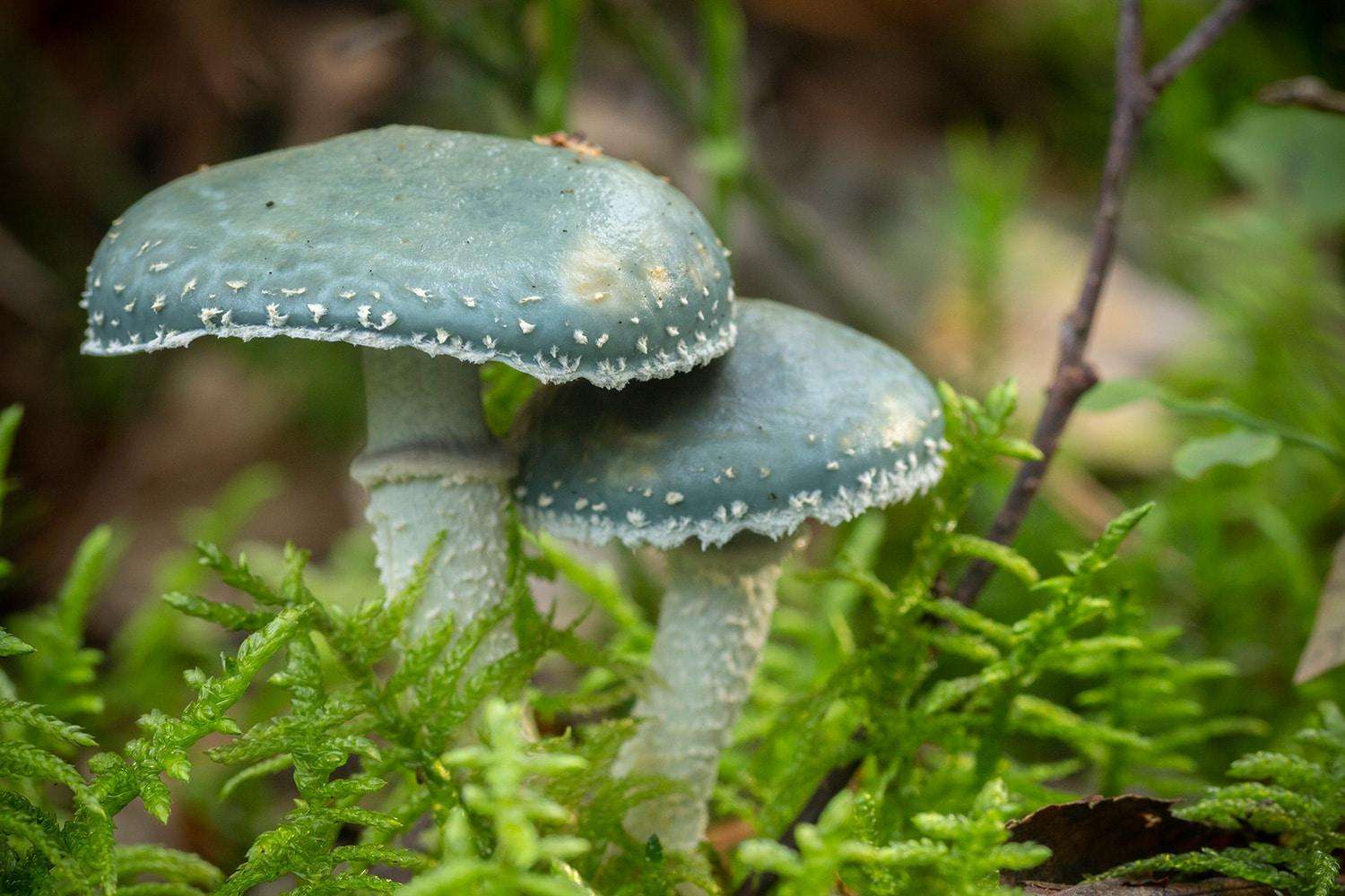 Verdigris Agaric