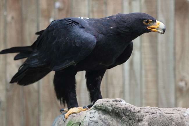 Verreaux's Eagle