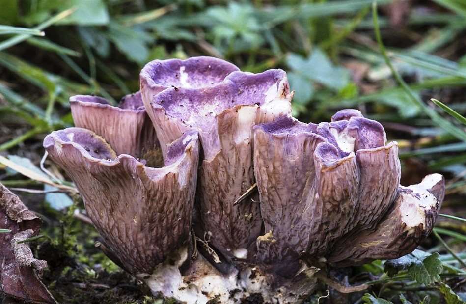 Violet Chanterelle