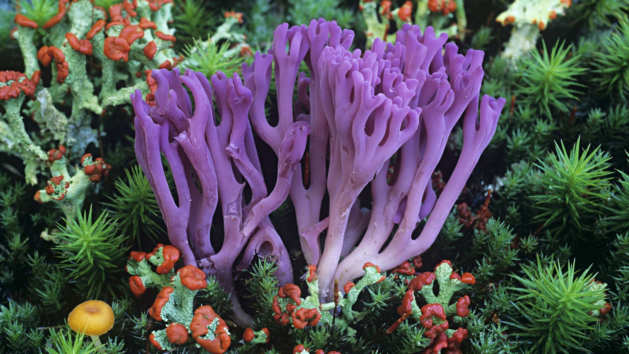 Violet Coral Fungus