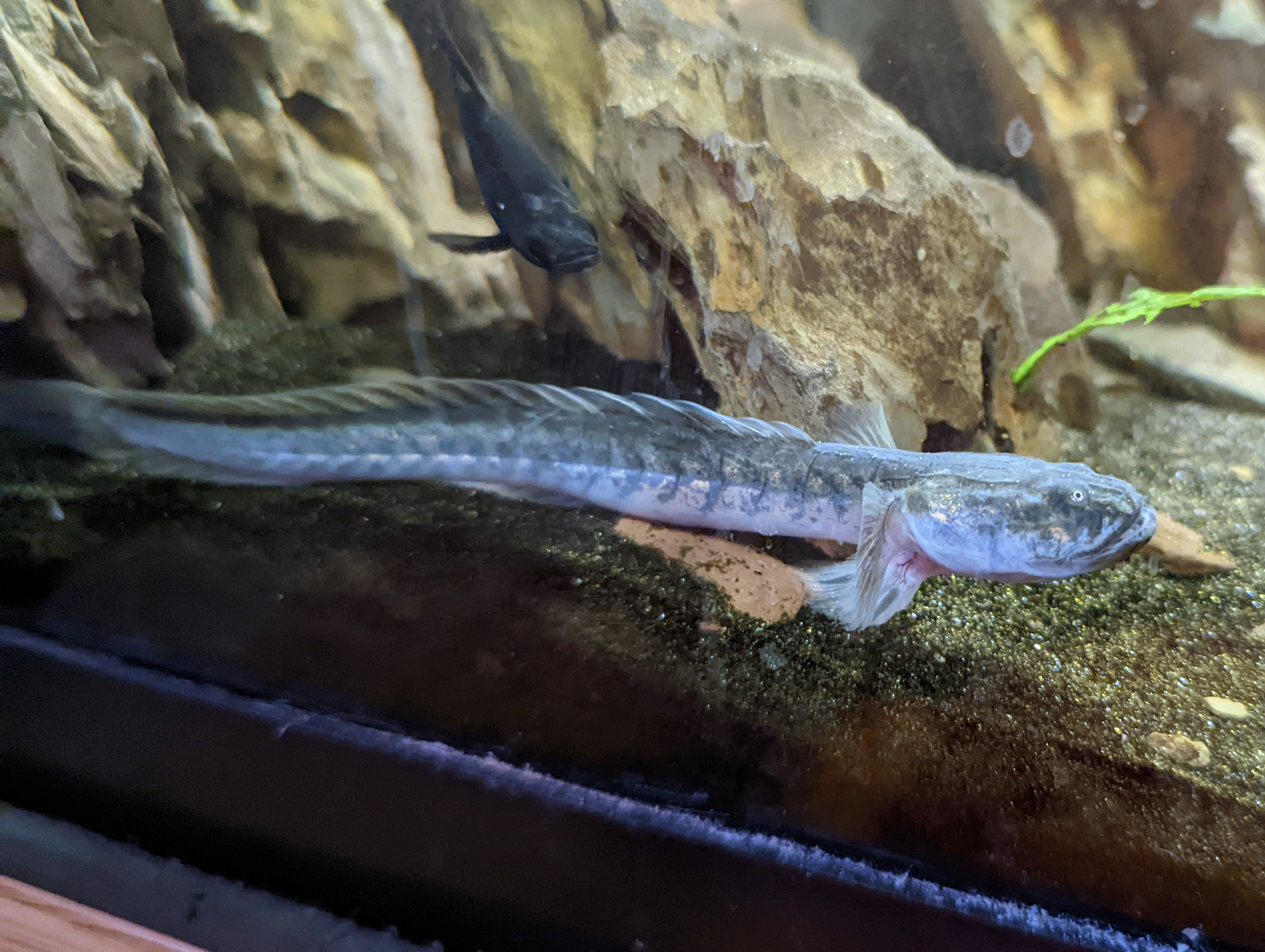 Violet Dragon Goby