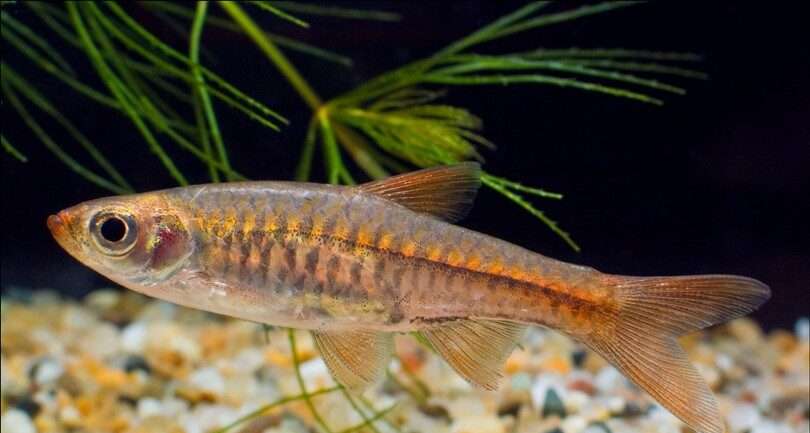 Volcano Rasbora
