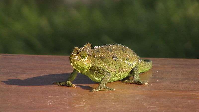 Von Hohnel's Chameleon