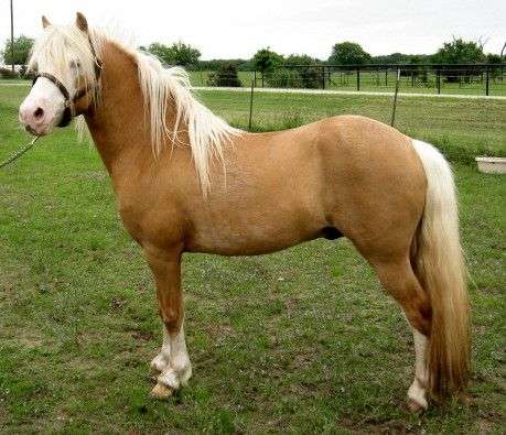Welsh Mountain Pony (Section A)
