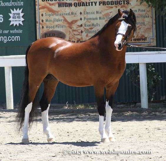 Welsh Riding Type Pony (Section B)