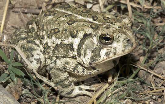 Woodhouse's Toad