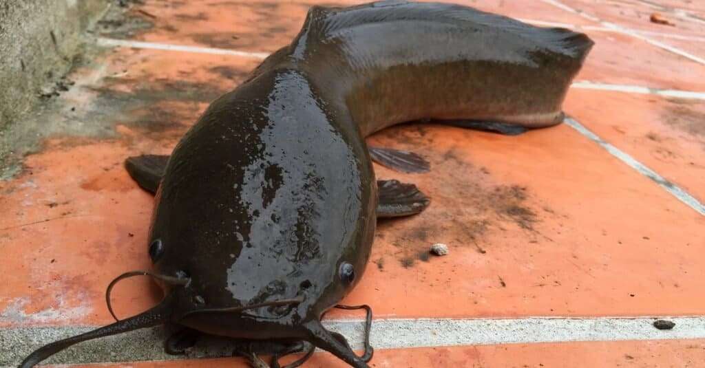 Walking Catfish