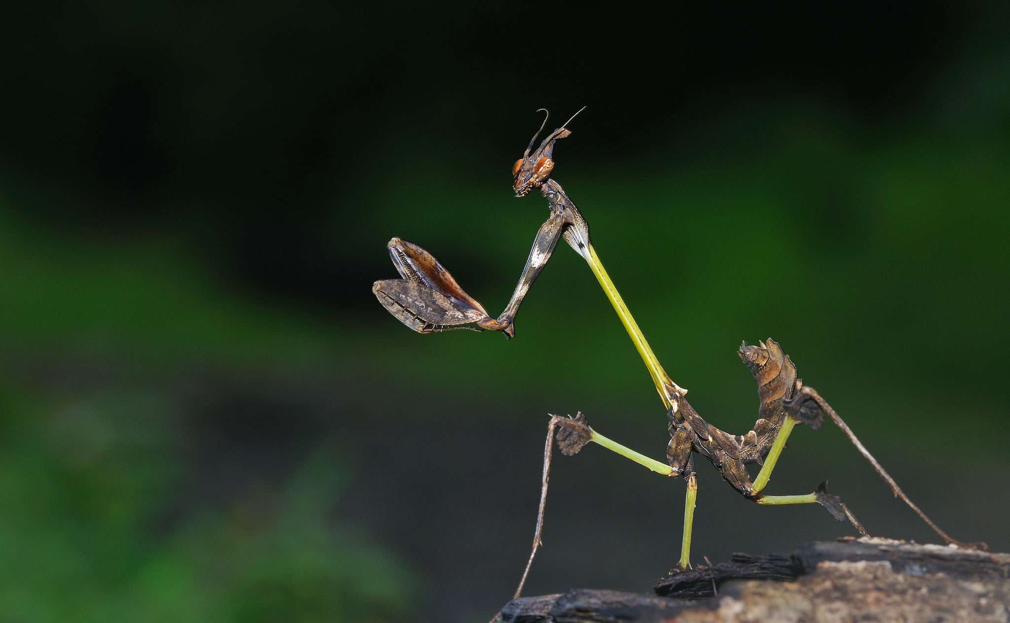 Wandering Violin Mantis