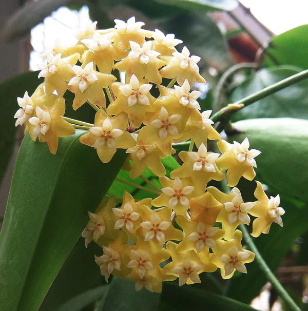 Wax Plant