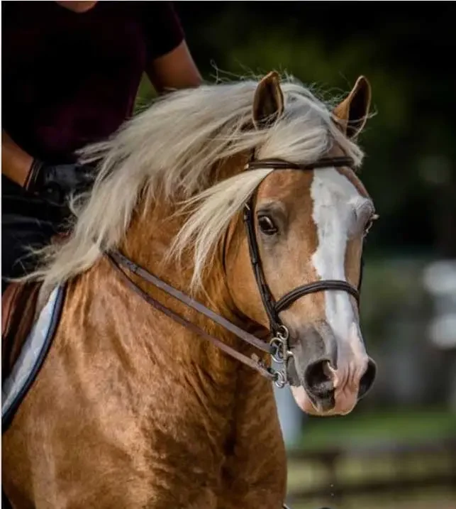 Welsh Cob (Section D)