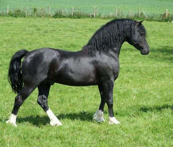 Welsh Pony of Cob Type (Section C)
