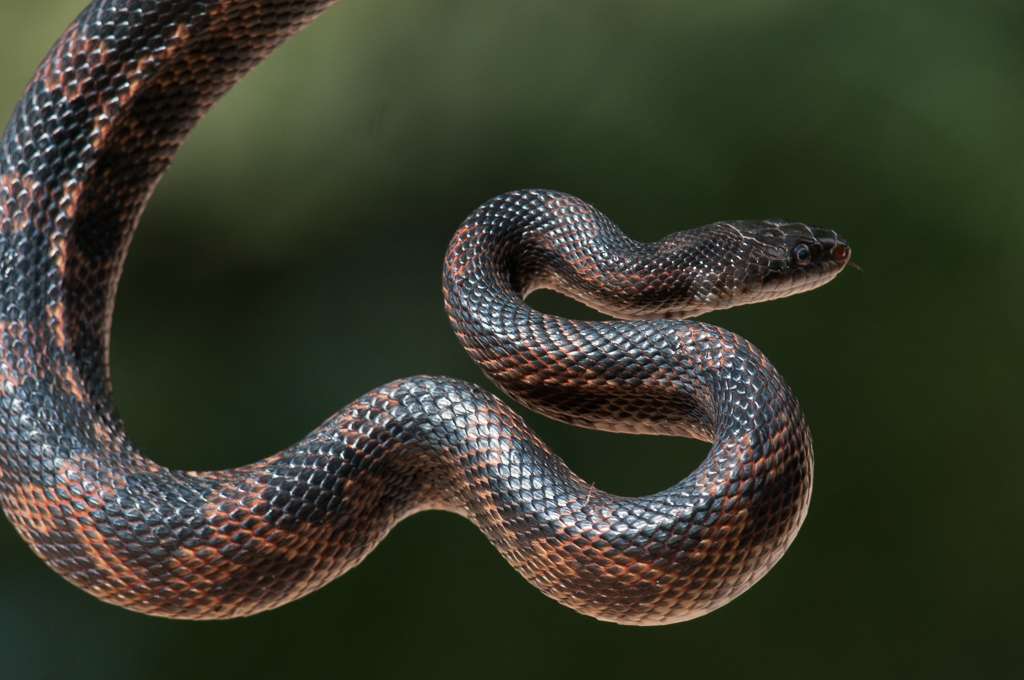 Western Rat Snake