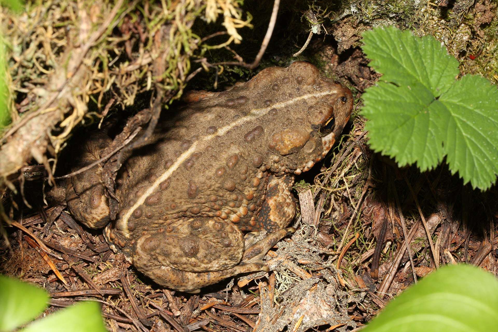 Toads