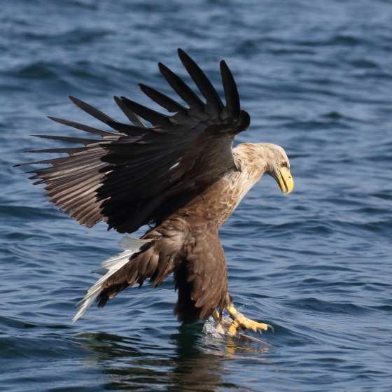 White-Tailed Eagle