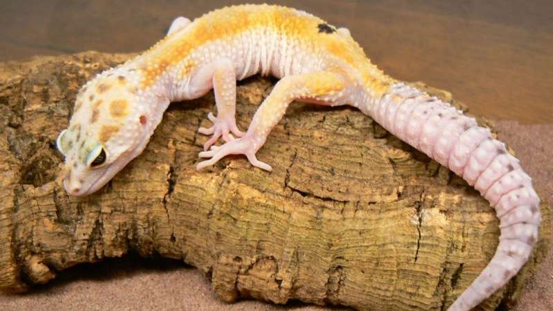 White and Yellow Leopard Gecko