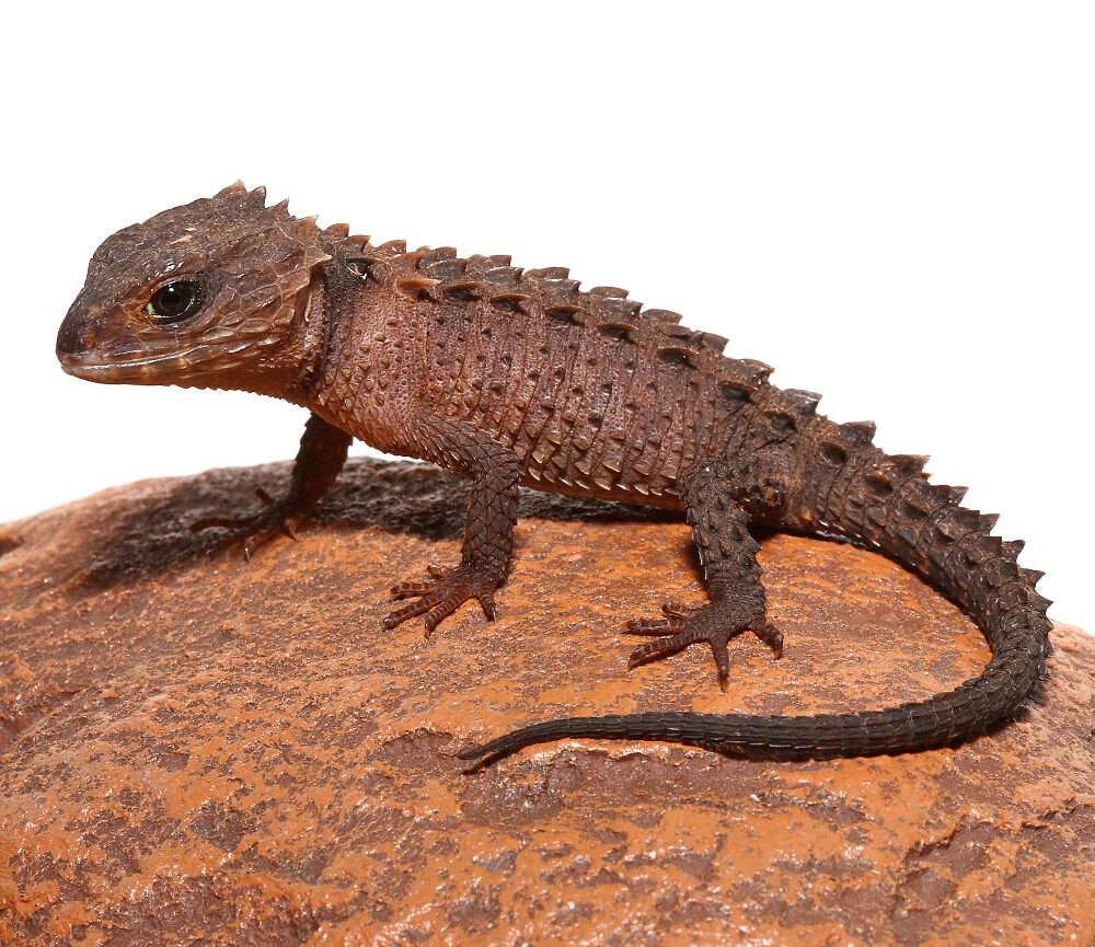 White-Eyed Crocodile Skink