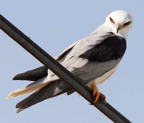 White-Tailed Kite