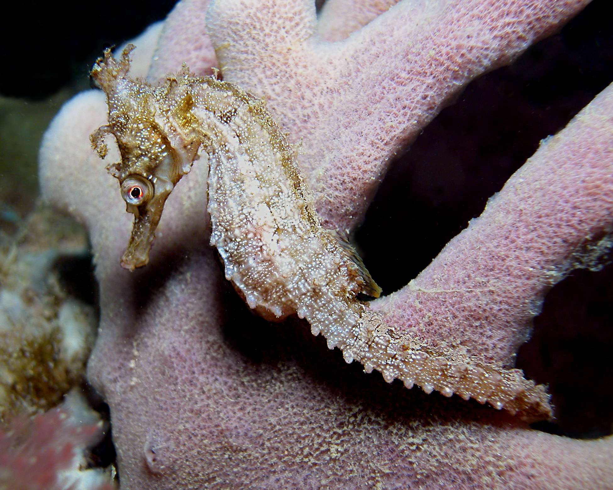 White's Seahorse