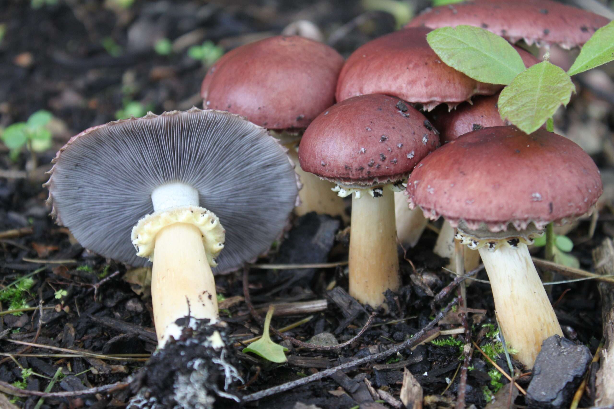 Wine Cap Mushroom