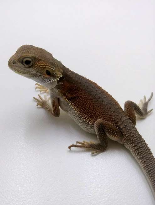 Witblits Bearded Dragon